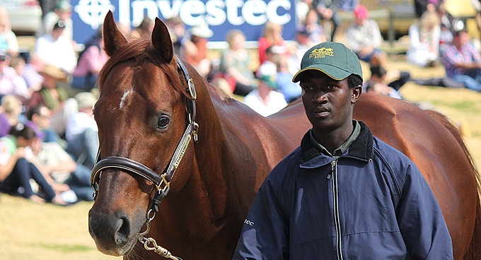 Visionaire at the 2013 Investec Summerhill Stallion Day. Image: Candiese Marnewick