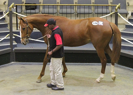 Half-sister to Bezanova, The Right Answer, at the National Two Year Old Sale. Image: Candiese Marnewick