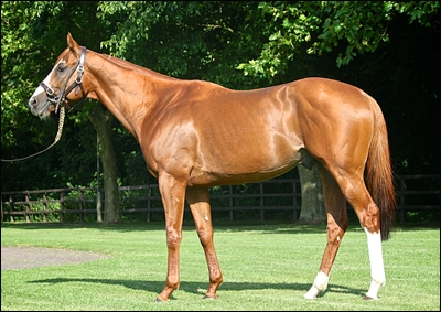 Gr 1 winner Byword, recently imported to South Africa to stand at Middlefield Stud. Image: Juddmonte Farms