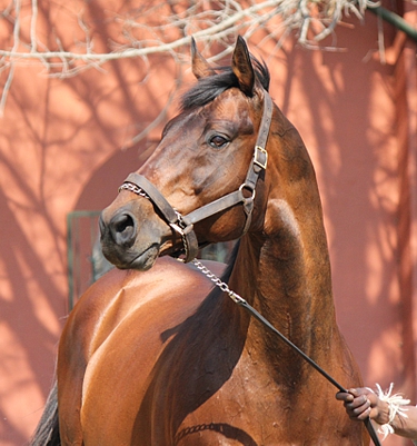 Kahal at the 2012 Bush Hill Stallion Day. Image: Candiese Marnewick