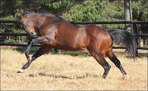 Spectrum at Yellow Star Stud. Image: Candiese Marnewick