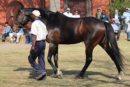 Irish Flame showing his incredibly big and elastic stride at the 2013 Bush Hill Stud Stallion Day. Image: Candiese Marnewick