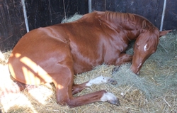 Virgo's Babe resting in her stable at the 2012 KZN Yearling Sale. It can be a very tiring experience for young horses. Image: Candiese Marnewick