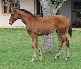 A.P Answer 2012 filly, out of an Exclusive Patriot mare at Clifton Stud. Image: Candiese Marnewick