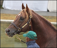 Ravishing at the annual Investec Summerhill Stallion Day, 2012. Image: Michael Marnewick