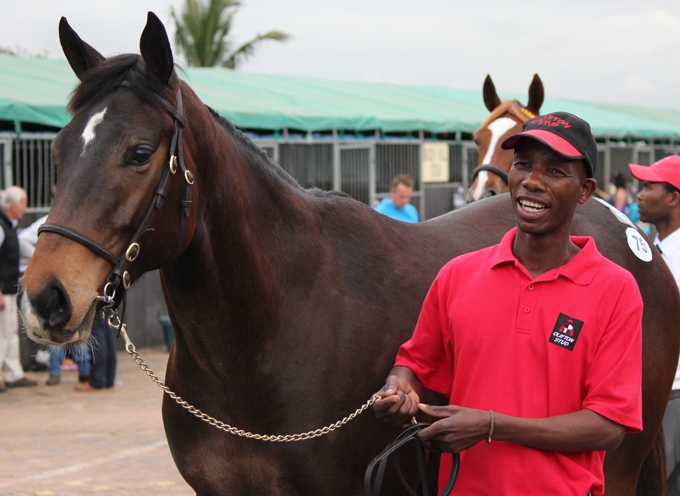 Snow Call at the 2013 KZN Yearling Sale. Image: Candiese Marnewick