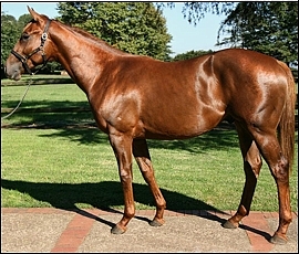 Lucky Break, half-brother by Muhtafal available at the 2012 National Yearling Sale. (Photo : Backworth Stud)