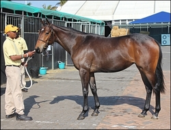 Yellow Star Stud's Silvano filly, Lady Silvia, top-priced KZN-bred. The filly sold for R200 000. Image: Candiese Marnewick