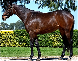 Lot 120 Admiral's Eye, by Admire Main out of Surfers Eye by Elliodor. Image: Summerhill Stud.