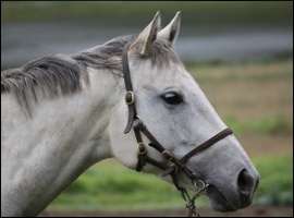 Apple Princess - Graystone Stud. Currently in foal to Jam Alley(AUS)