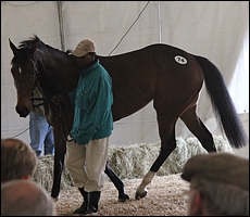 Lot 74 Artistically Done, top-selling horse-in-training. Image: Candiese Marnewick