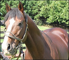 Bezrin, shortly after arrival at Rathmor Stud. Image: Candiese Marnewick/MMVII