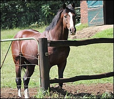 Bezrin, shortly after arrival Rathmor Stud. Image: Candiese Marnewick/MMVII