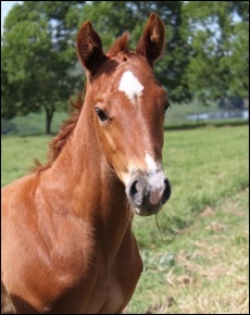 Beautiful 2011 colt out of Emperor's Dance, by Jam Alley(AUS)