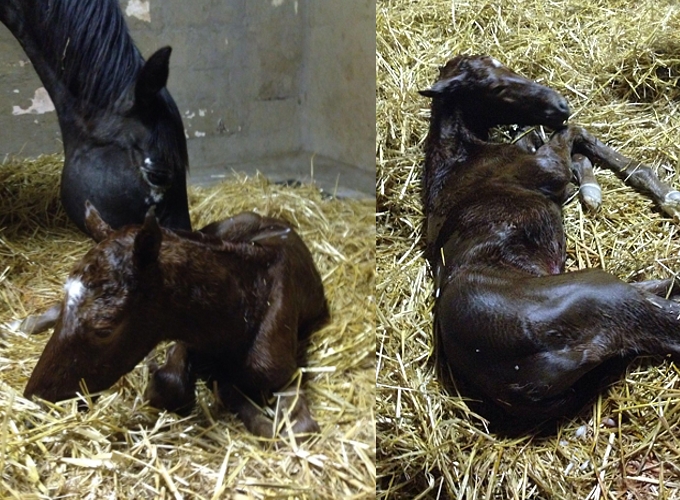 Newly born full brother to five time Gr1 winner Dancewiththedevil. Images: Cathy Martin
