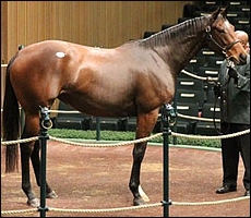 Dreamtheimpossible, by Giant's Causeway, sold in foal to Galileo. Image: Bloodhorse.com