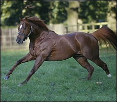Sire Dutch Art, producing the goods at stud. He is a half-brother to Up. Image: Google Images