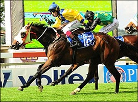 Fisani - Bred by Summerhill Stud