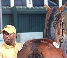 Gauntlet at the 2011 Suncoast KZN Yearling Sale. Image: Candiese Marnewick/MMVII