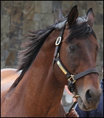 Kahal G1 Goldmine stallion match - follow the link to compare your mares. Image: Michael Marnewick