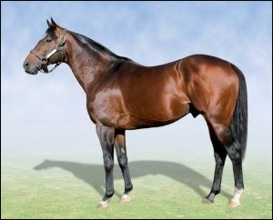 King Of Kings(IRE) at Clifton Stud. Image: Candiese Marnewick/MMVII.co.za