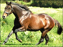 Labeeb, sire of Magical and Winning Leap. Image: Summerhill Stud