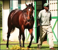 Malhub. Image: Summerhill Stud