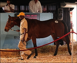 Placido as a yearling in the sales ring at Suncoast, where he sold for R85 000. Image: Candiese Marnewick