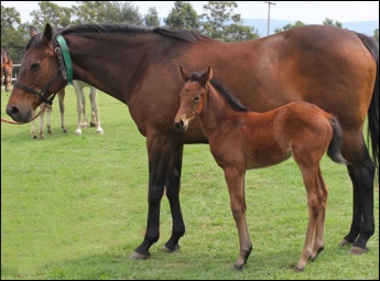 War Echo and her Ravishing filly at 4 weeks old