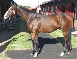 Rigtersveld, sold at the 2012 National Yearling Sale for R100 000, bred and consigned by Yellow Star Stud. Image: Yellow Star Stud