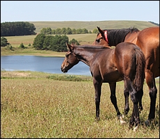 Camina Court (by Foveros) and foal