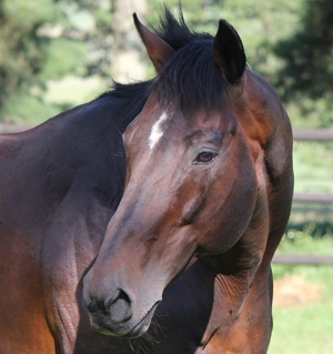Spectrum at Yellow Star Stud. Image: Candiese Marnewick