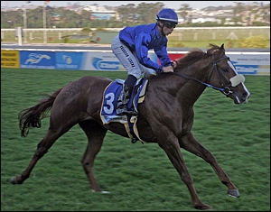 Tandragee, winning at Clairwood prior to his export. Image: Gold Circle