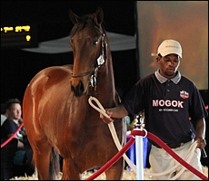 That So Atso, in the sales ring at the KZN Yearling Sale last year. Image: Candiese Marnewick/MMVII