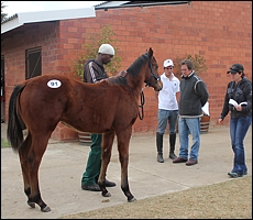 Kerry Jack, Brad and Mike McHardy looking at Lot 91, the Trippi colt prior to auction. Image: Candiese Marnewick