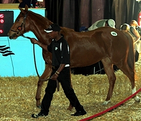 Virgo's Babe passing through the sales ring at the 2012 KZN Yearling Sale. Image: Candiese Marnewick