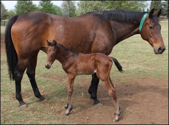War Echo and her Ravishing filly at a day old