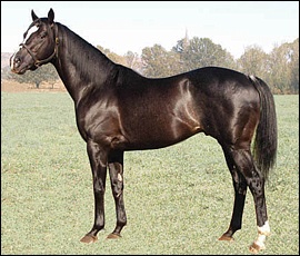 Sire War Lord, half-brother to Emperor's Dance