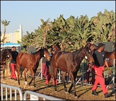 Yearlings on excercise at last year's sale, next to the promenade at Suncoast. Image: Candiese Marnewick/MMVII