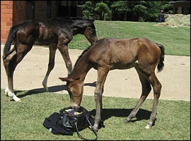 www.yellowstarstud.co.za