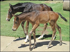 The Second Empire filly in the foreground with the Carpocrates colt behind her