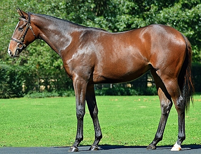 Lot 140 by Var out of White Mischief by Jet Master, sells for R1,4 million from Summerhill. Image: Summerhill Stud