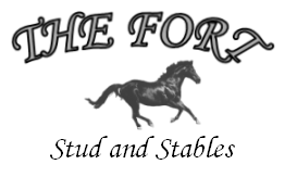 Foals From The Fort Stud