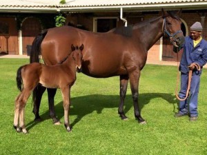 Dancewiththedevil Foals Silvano Filly