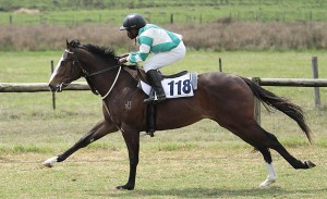 KZN-bred Noble Heir Aussie Colt On CTS Ready To Run Sale