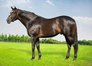 Redoute's Promise Half-Brother Gr3, Bush Hill Stud KZN Yearling Sale Draft