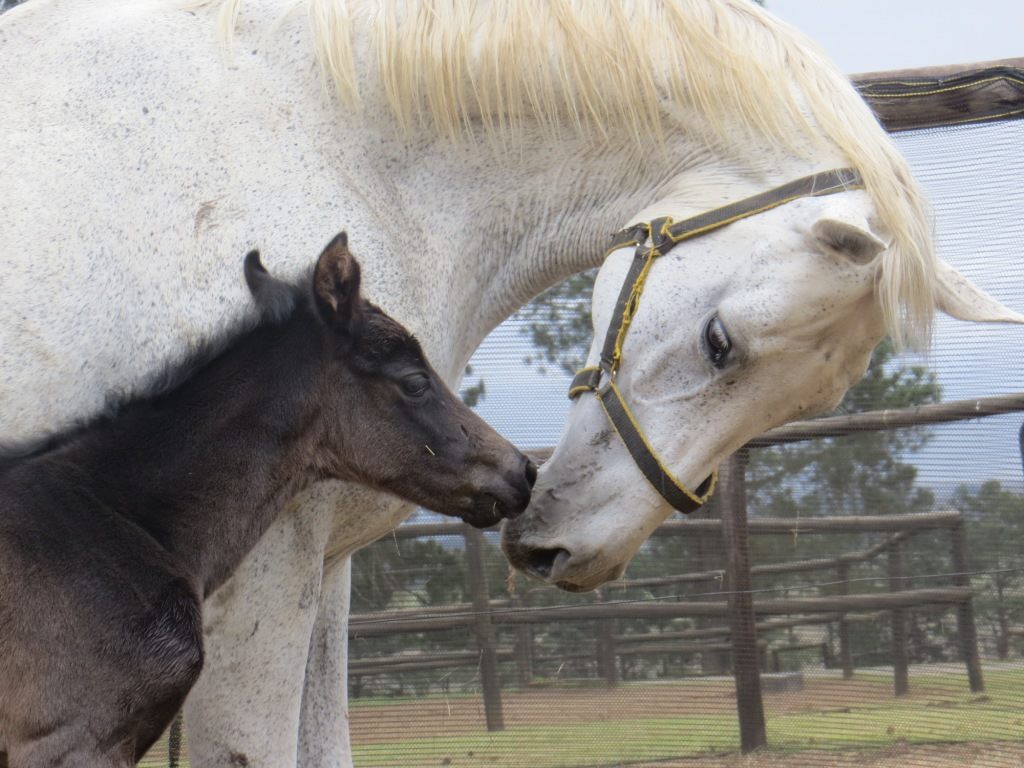 Esmaltina Foals First KZN-Bred For Mary Slack