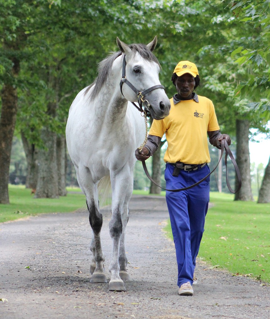 The Assayer at Yellow Star Stud, a son of Galileo. Image: Candiese Marnewick