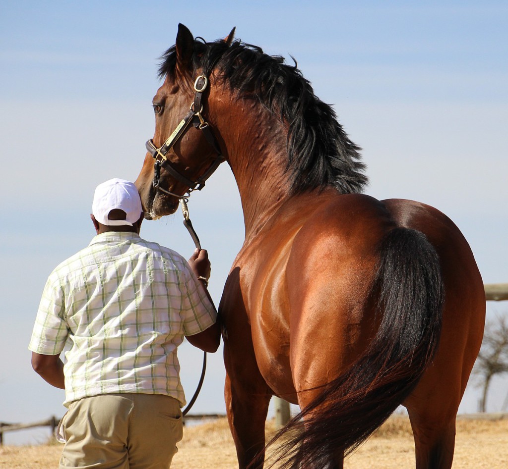 Ato at the Summerhill Stud Stallion Day 2015. Image: Candiese Marnewick