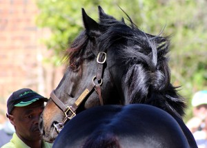 Noble Tune at his stallion day in 2014. Image: Candiese Marnewick